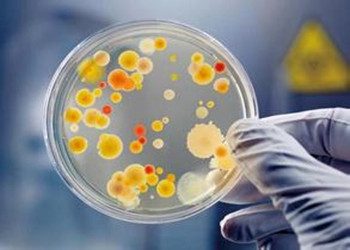 微生物檢測試驗